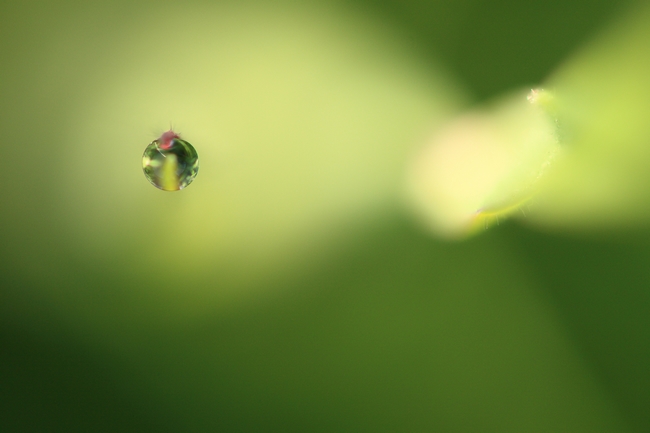 macro 2014-05-04.JPG